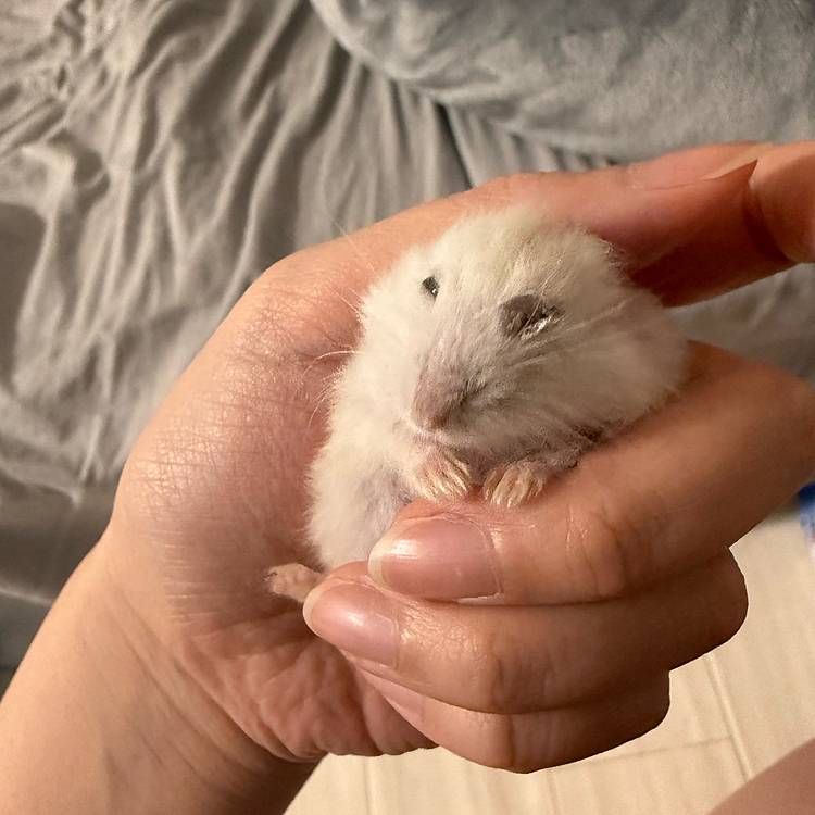 久しぶりの投稿です😆（もはや日記）
ぷりちゅ〜ちゃん、糖尿病を患いながらも元気にしていますが
どうにもここ数ヶ月、目の調子が悪く開かない日もあったりするので
今日から処方してもらった目薬生活です💧
目に対して雫が大きくて乗っかってる💦
今は元気にミルワームにがっついてます😧✨