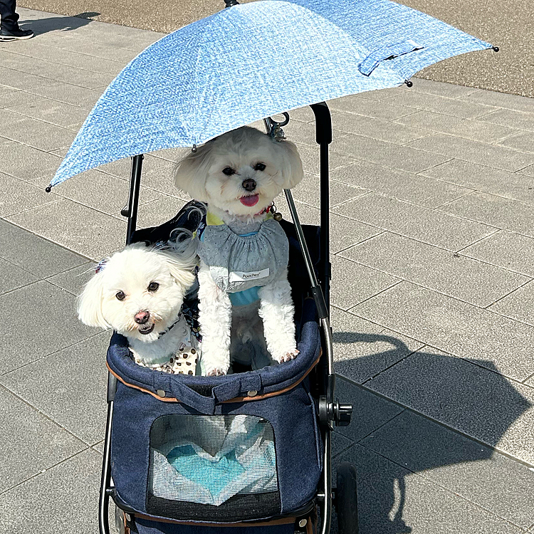 ドックイベントに初めて電車に🚆乗って行きました☺️
途中で暑かったので🥵犬と人間が使える日傘と保冷剤を体に付けられるリュック🎒と洋服を買いました👚全て新品で、可愛いです♪いっぱい外国人の方に写真撮ってもらいました☺️