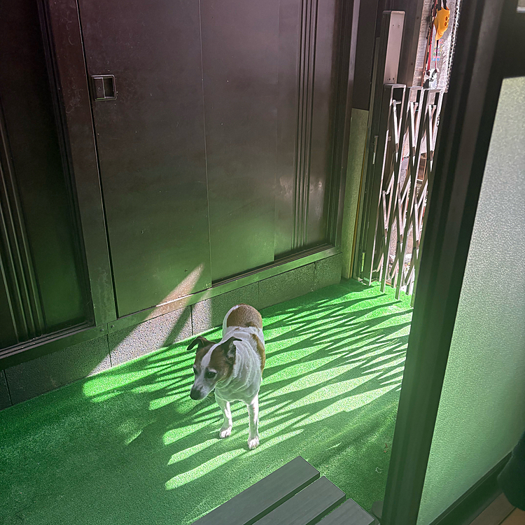 タイガー🐯がいない‼️
と思ったら外で日向ぼっこしてた😱
太陽が真上あがっちゃうから
家の中の日が当たる場所が
なかなか無い