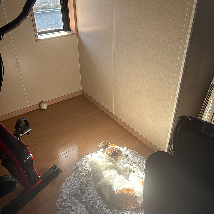 写真撮られて移動しちゃった
と思ったら
なかなか無い日の当たる場所見つけてた
🤣🤣🤣