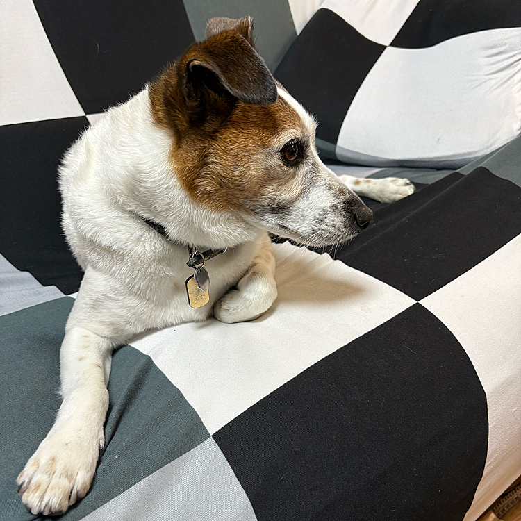 綺麗になってお家で寛ぐタイガー🐯