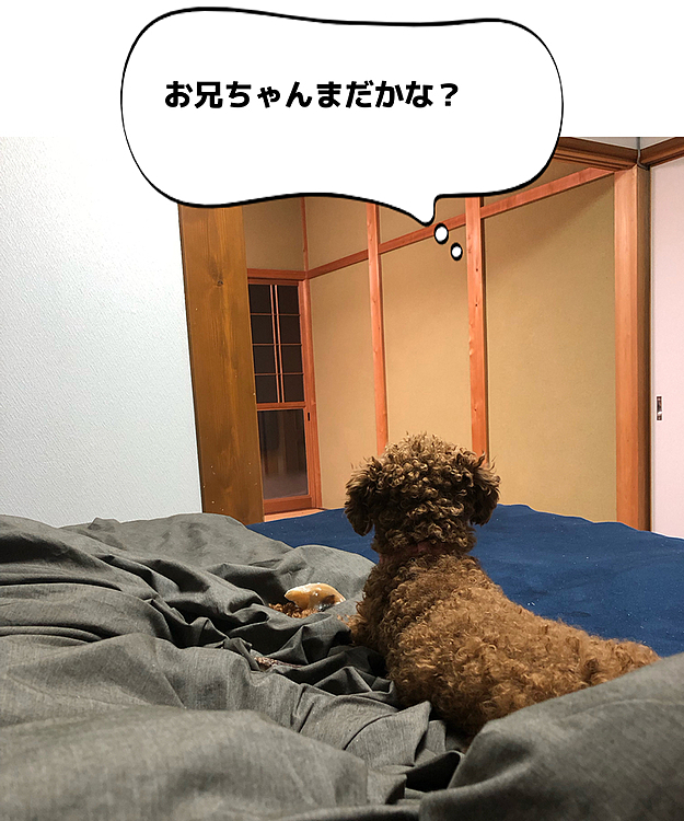 お兄ちゃんがお散歩に行ってる間ずーっと待ち遠しくドアの方を見て待ってるルカくんです。