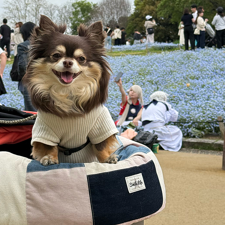 お久しぶりです🩷
まるちゃん元気にしてますー😊
春はお花が可愛いですねー
