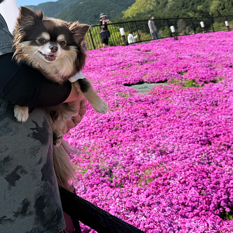 芝桜も綺麗でしたー❣️