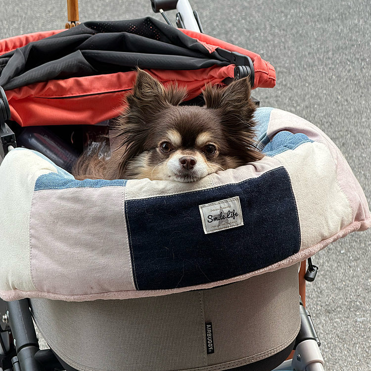 いっぱい歩いて疲れちゃったー😅バギーは、らくちんらくちん😚