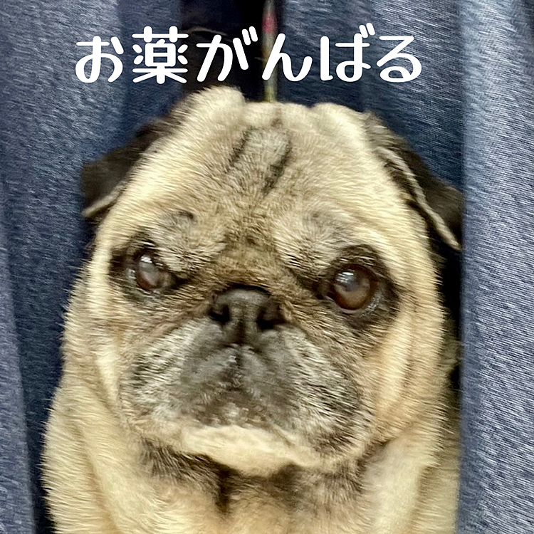 昨日ママさんと病院行ってきました🏥
フードを変えて2週間🍚
残念ながらアルブミン値は改善しませんでした🥲
これからはお薬飲んで、元気に過ごしますよ🐽
食いしん坊なししまる🐽お薬も美味しくいただきます🤣