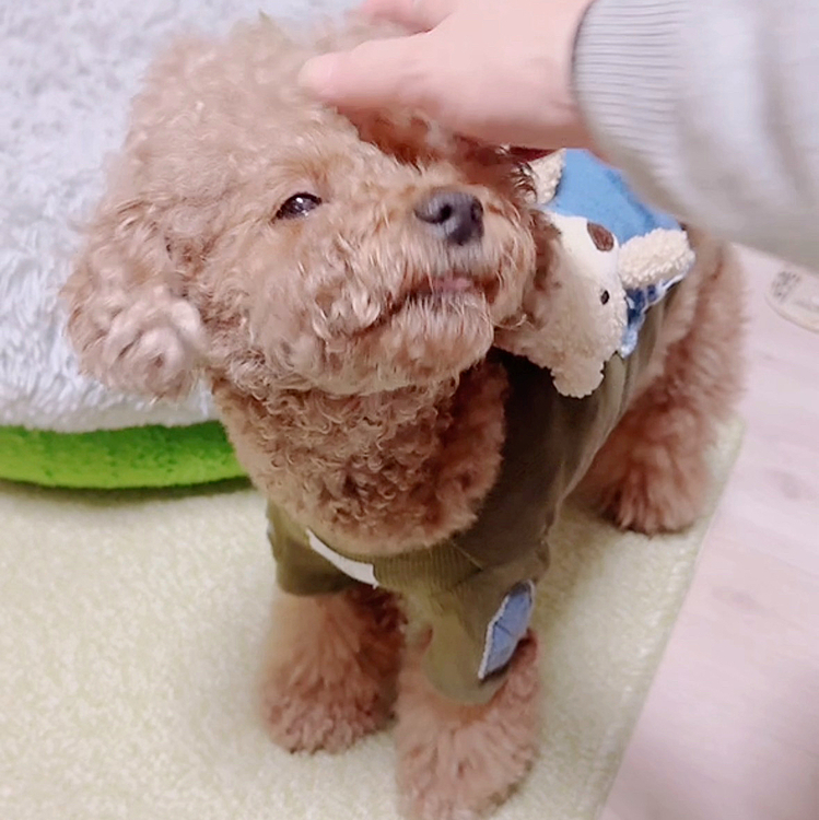 飼い主の体調不良がずるずる続き

投稿できないでいました

写真撮れなかったからです








