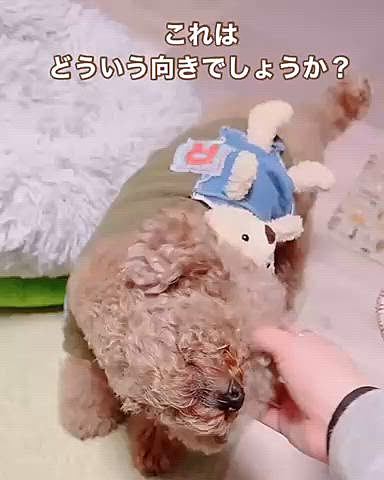 ライちゃんは寝込んでいれば

近くで寝ていたり

健気で可哀想でした

頭を掻いたら気持ちよかったみたいです😊









