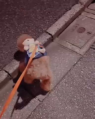 そんなこんなでようやくロング散歩ができるように

残業で遅くなってしまい

お外出たらすぐにもよおしたライちゃん

何年も前に付けたクマちゃん入るポケット




