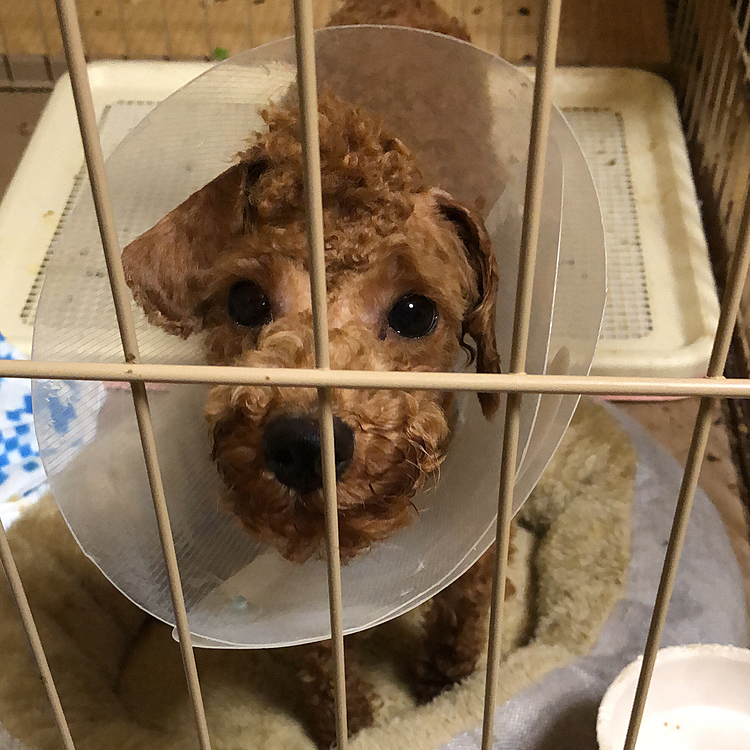 先日去勢手術を行ってきました。
手術から帰ってきても変わらず元気でママは安心しました。手術お疲れ様☺️