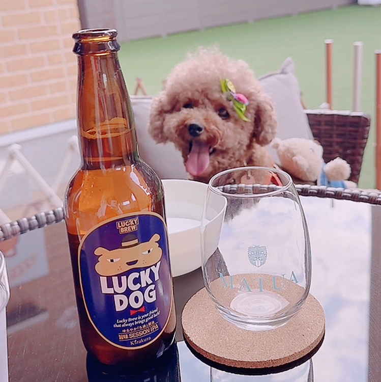 土曜日、千葉県のドッグラン付きドッグカフェに行きました

お友だちが出来たけど、撮るの忘れました💦








