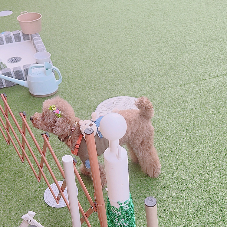 お友だちが来ないかなと待っているライちゃん









