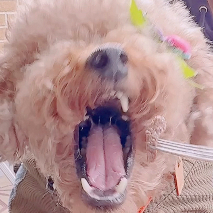 鹿肉がありました

あーん！








