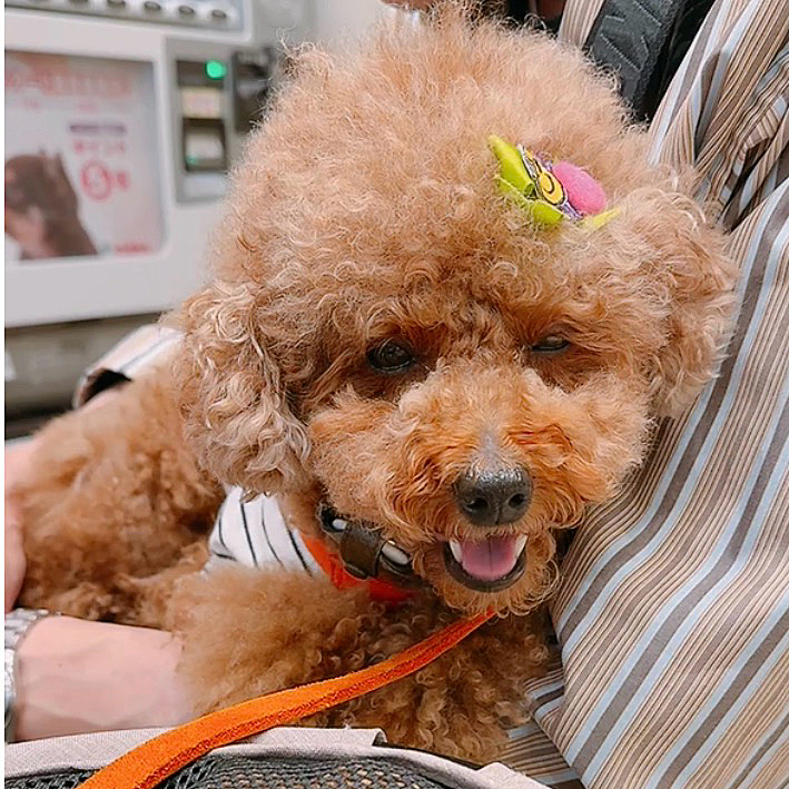 次の日、お目めがまた充血して

前日、ヤンチャ期のパピーくんにワンコラされて、お目め傷つけたかなって気になって病院に来ました

２時間半かかりました(診察時間、多めに言って10分)

ママが気にしすぎかもしれないけど、エコーで診てもらったけど様子見です

来週はカイカイの注射に行くんだけどね

フィラリアの検査とお目めの検査で

奥に連れて行かれて泣いてました🥺





