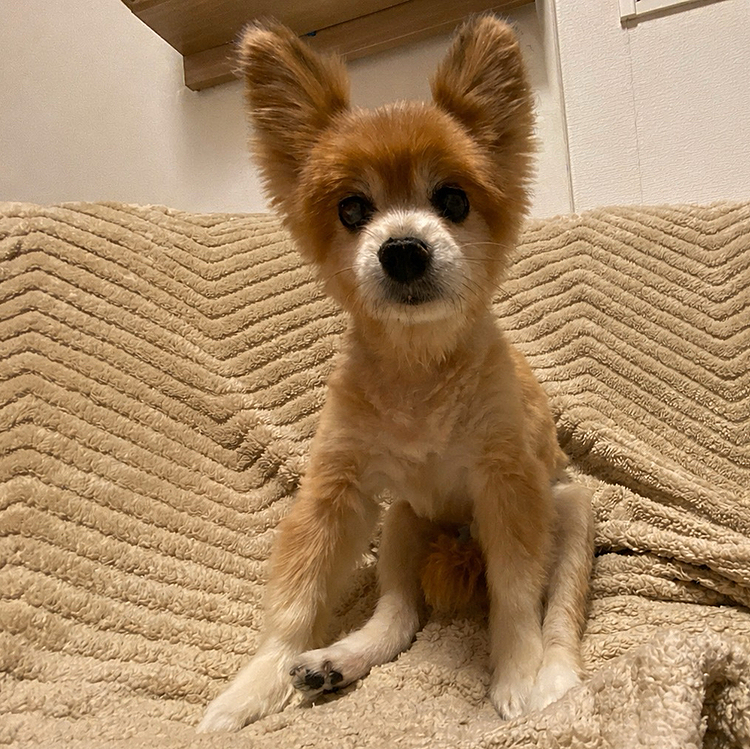 写真は入院前の写真📷⟡.·
只今入院中🏥💔💉
本日全身麻酔して検査＆手術しました。
舌癌と判明しました…
でも長生きできるためにまだまだ頑張ります！
現在17歳5ヶ月🐶ᩚ
