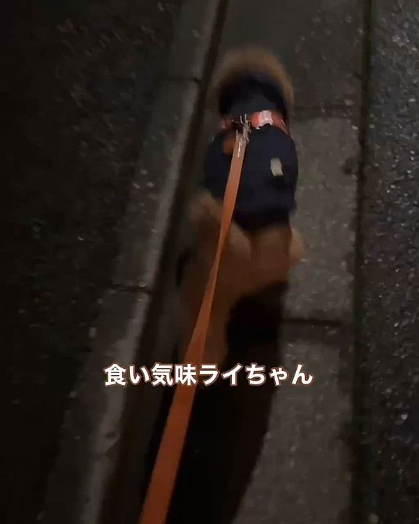 雨が止んでようやく散歩できて

ライちゃんは食い気味です

白いブラウスは汚れるので

お着替えして出ました





