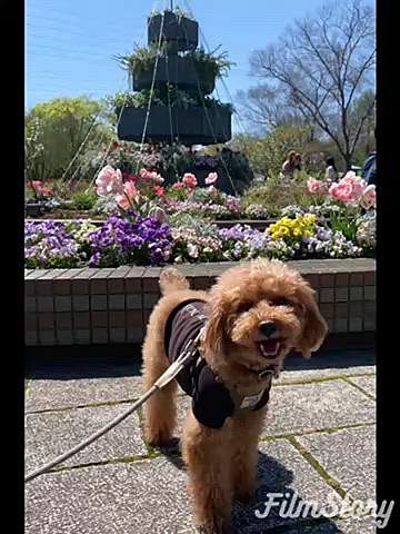 週末はばぁばの病院からの公園散歩🐾
記念日前日には狂犬病のチックン💉
全身診てもらい最近カキカキが増えていたので耳を見てもらったら綺麗だけれどかさぶたがあり薬を塗ってくれたらキャンキャンキャンと大げさに鳴いていました🐶
ダイエットの効果もあり体重も減りどこも問題無いと先生の太鼓判頂きました♪
月一の高級オヤツは最近見向きもしないけど焼き芋に包むとペロリ😋