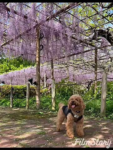 翌週はばぁばの病院前に藤の花を見に行きました💜
白い藤がまだ咲いていなかけど甘い匂いと優美な藤の花が見れました♪
病院帰りにも散歩がてら大きな公園へ🐾
日が暮れるギリギリでしたがネモフィラやモッコウバラも見れて大満足💛

飼い主久々に先週40℃超えの発熱、鼻水や咳の風邪症状でダウンしちゃいました🥵