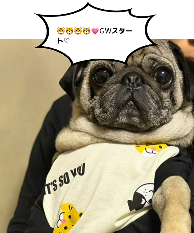 GWスタート♡だね♡🐯❤️🐶