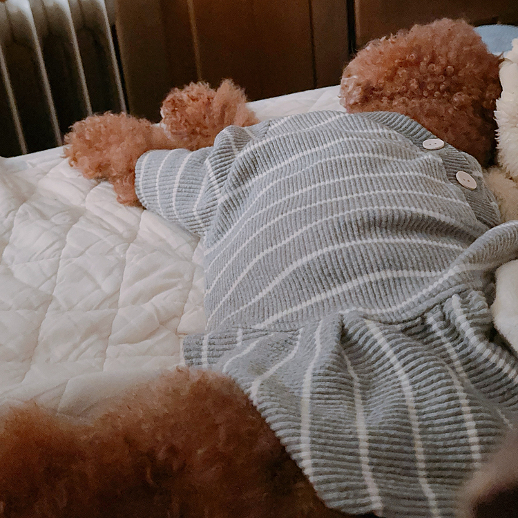 人間のベッドで、なぜか横に寝て幅を独占するライちゃん






