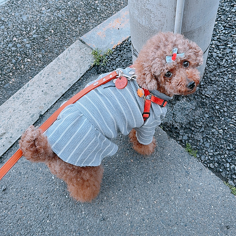 雨上がりにお散歩に行けたライちゃん





