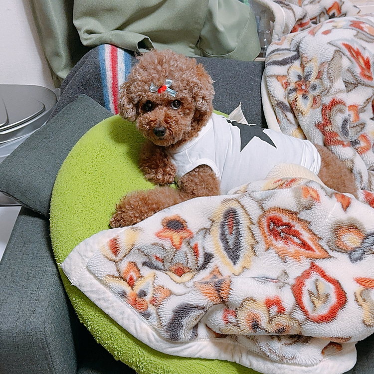 ソファーの上のクッションの上の毛布の上に乗って「何？」と睨んでるライちゃん





