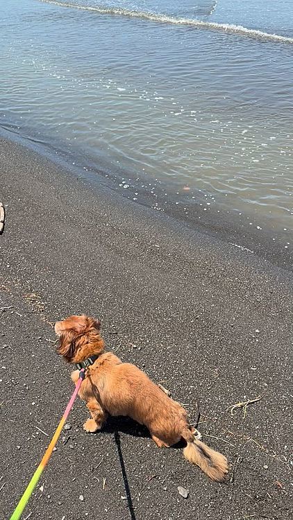 一生懸命歩こうとはしてるんだけど…やっぱり既に腰周りの肉付きやら多分クセがついてるのか❓なかなか上手く立てない感じです💦