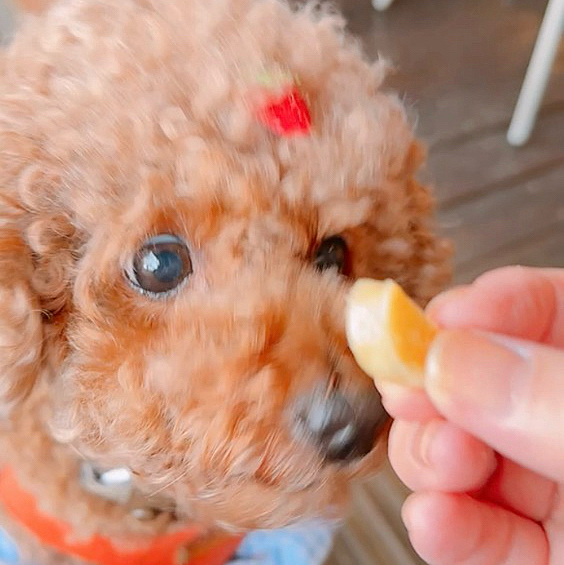 ドッグランの近くのカフェで

さつまいもをもらい、パクパク食べてました

今まで食べなかったのに

今日は完食してました








