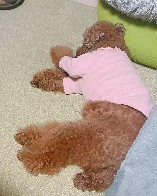 途中、抱っこされたりしてたくさん歩いて帰ってきました

グフグフ言いながら寝てます







