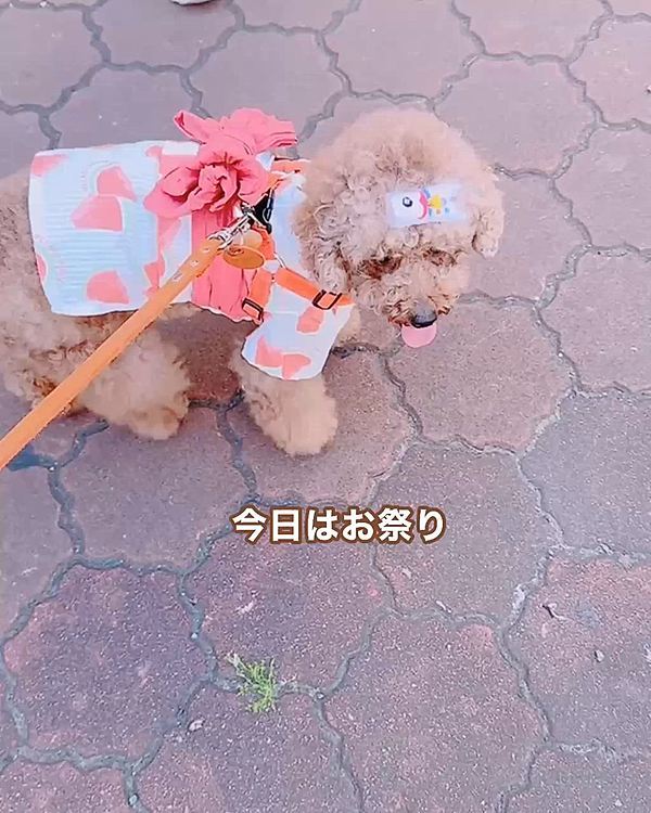 地元近くのお祭り編









