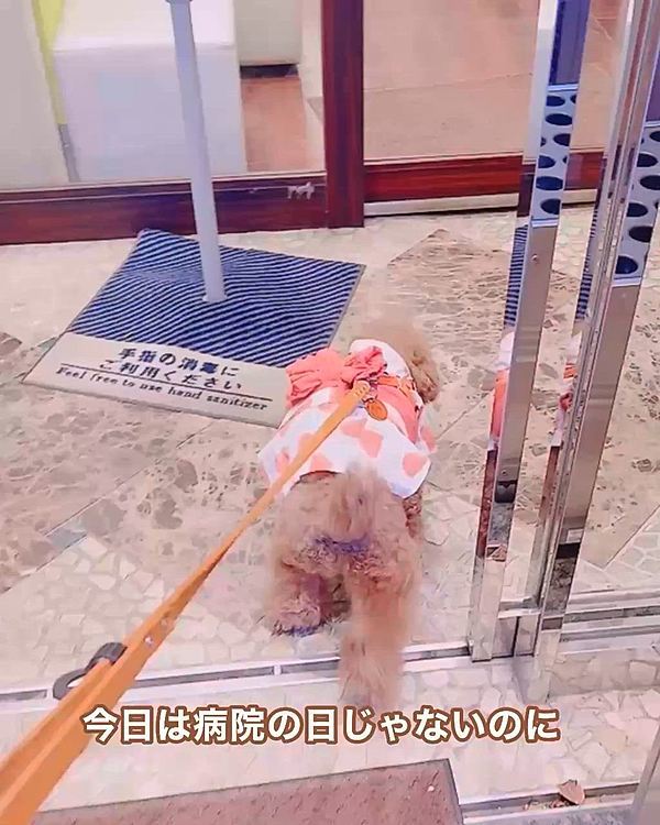 お祭り場所が病院の近くで

病院の前通ったら、入ろうとしてる

あんなにビビるのに入ろうとするんだ

素直だなぁ〜😅😅😅😅😅








