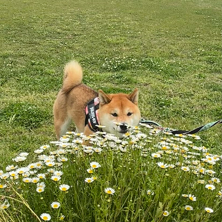 2026.05.07（木）
ゴールデンウィーク中の櫂さん☺️

大きい公園でお散歩🐾
