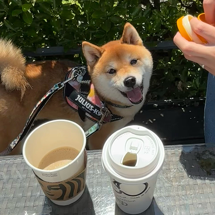 スタバで朝活☕️🍩モーニング🌭

