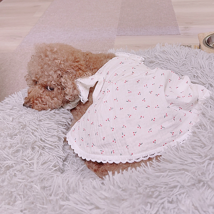 ガーゼのワンピ

袋と中身の服のサイズが違ってて

再注文したのが届きました

お着替えさせられ、ふてくされてます







