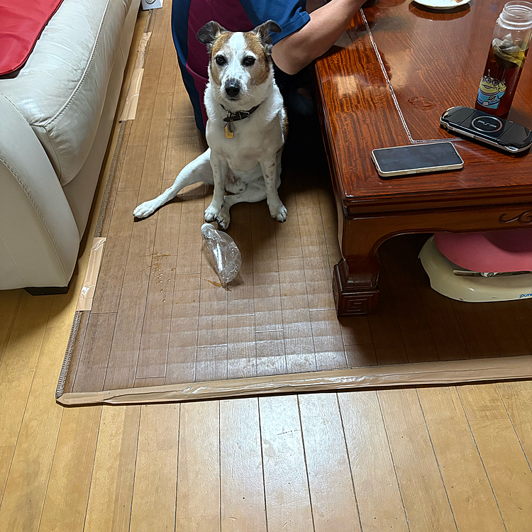 ペットボトル🧴であそんだ後の休めの姿勢が笑える😆