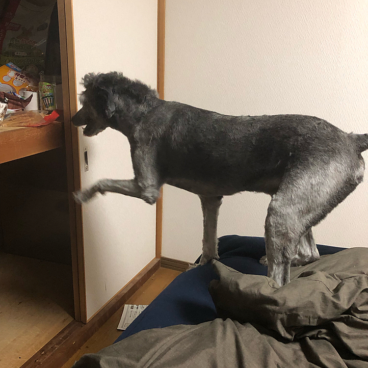 棚にあるおやつを狙っているけどギリギリ届かないみたいですw
