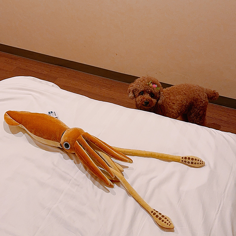 ライちゃんのおもちゃなんだけど

果たして興味はでるのかな？

ちなみにぬいぐるみでできてるブーブ🚗は

気に入ってません、全く乗りませんです😅






