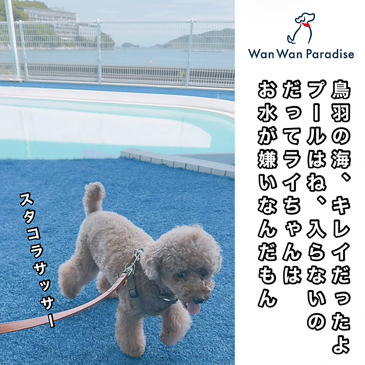 【後編】
翌日、晴天☀️になりました

ライちゃんのお家記念日でした！

６年経ったなんてウソのよう😳

鳥羽の海がキレイなので撮りたいんだけど

プールが怖くてじっとしてくれなかった







