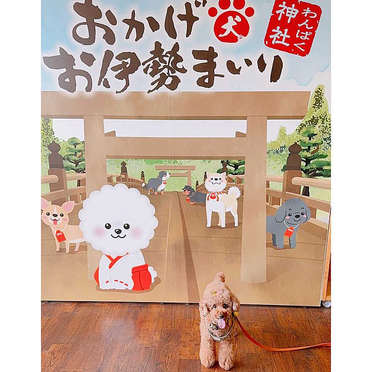 わんぱく神社というわんこ預かり所で

しばしお留守番

泣いちゃってたようで

GWとかホテルでちやほやされてたから

寂しさ尚更だったかも💦

その間にママは神楽付きのご祈祷をしてもらいました

神楽に興味あるジュウ号

神楽付きがあると知り、どーしてもメイちゃんに会いたい時と同じ気持ちになり

現金オンリーでしたので、スッカラカンになりました

大人の所持金が小銭だけに・・・











