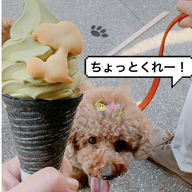 待ってたお詫びに、スヌーピー茶屋でアイスをひと口

PayPay使えてよかった！

海外旅行してこれから成田空港に向かう外国の方のような所持金でおかげ横丁を回りました

それも、なんかスリル

PayPay使えるか店頭を見てから買うとか😆






