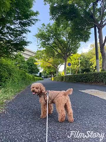 暑い日が続いたので豆乳黒ゴマプリン作りました🍮
日陰を探しながらのお散歩です🐾
そして2日ぶりのパパとの再会😍