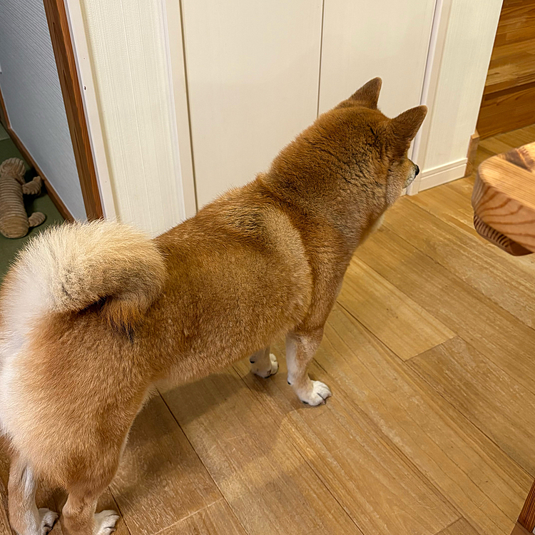 なにかを見てるときの後ろ姿が一番愛おしいかも