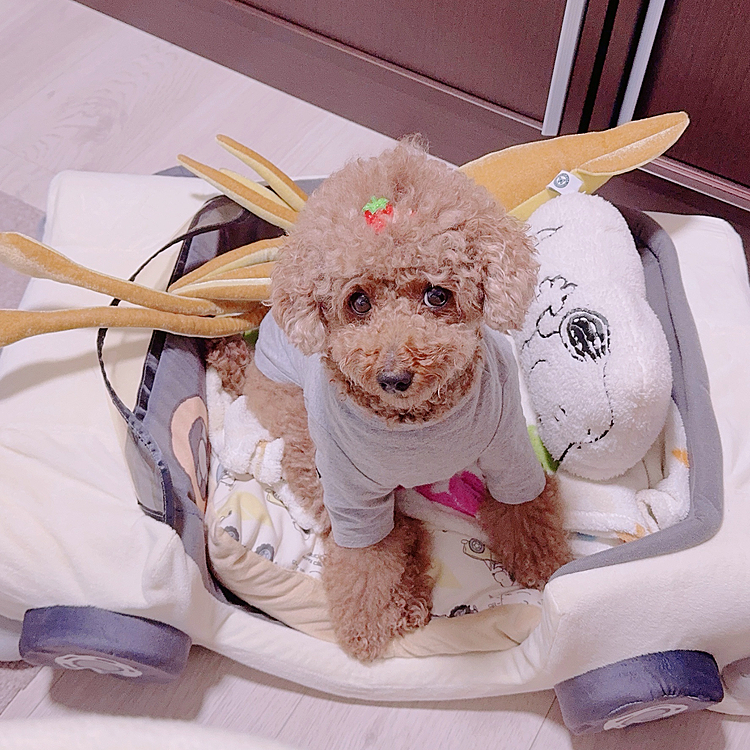 台風でテレワークしてたら、

お友達(ダイオウイカ)に運転してもらって

やってきたライちゃん

ブーブに乗らないのは免許がなかったのか

親バカはクルマを買ってあげちゃったよ🤣






