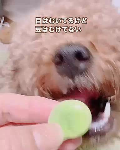 そら豆を茹でてて何かを忘れているような…

切り込みしてなかったです💧

殻に入ってたから、剥いてて忘れてしまいました

なので塩が沁み込まず

ライちゃんはもらえました(やったー！)

お豆は大好きライちゃん😍





