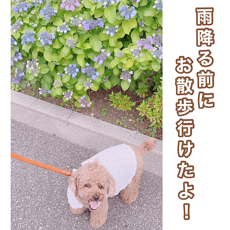 時系列バラバラなんですけど

台風来る前の日、営業の人は泊まりの出張に出てひとりになるのでテレワークに切り替え

帰ってからまず散歩しました

嬉しそう❤️

アジサイがあちこちで咲いてて、季節だなぁと思いました







