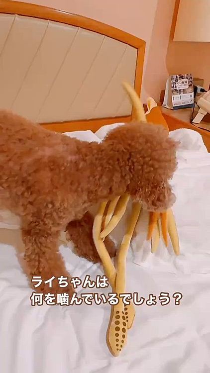 冒頭でネタバレしてるので

何をしてるかは分かっていますが

こんな動画も作ってた💦







