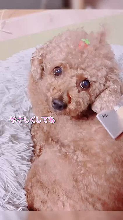 嫌なブラッシングを黙ってさせてる

忍耐犬！





