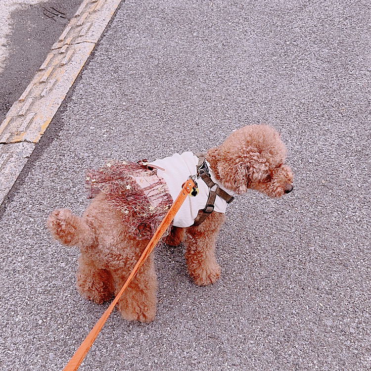 友達がわんこの服をプレゼントしてくれて

この服を着せると散歩中に

「可愛い」と言われるテッパン服です




