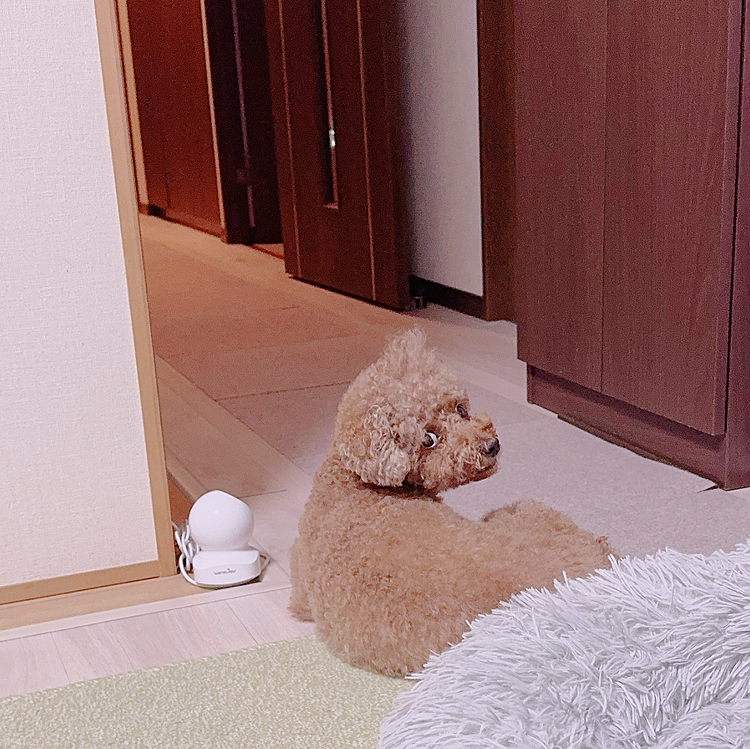 今日は仕事休みにしたのに

メールが来て結局会社のアカウントで

２時間くらいPC作業してしまいました

それと並行でテレビが壊れたので

保証内だからAmazonに電話したら

電話４回、メール3回しないと来てもらえないのでした(面倒くさっ)

お散歩時間になっちゃったやんか！

ライちゃん、つまんなかった💢






