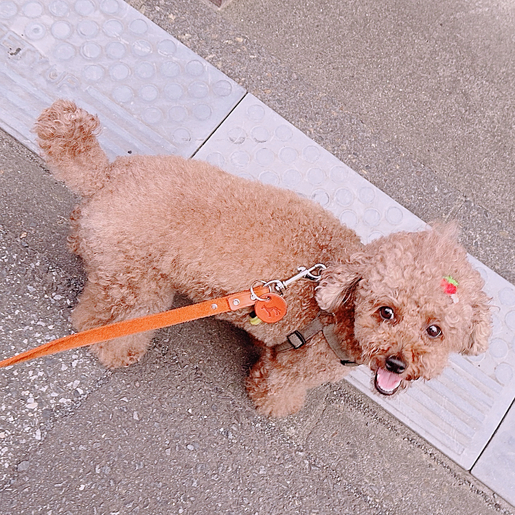 お散歩して、お家の前に来たけど、

遠回りしてもらって、この顔🤣

やったー！うれぴー😆

可愛いーやん😍





